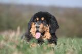 DOGUE DU TIBET 548